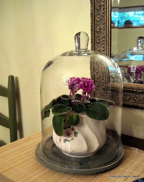 Snowbound Thoughts: Part I, Terrariums | Red Dirt Ramblings®