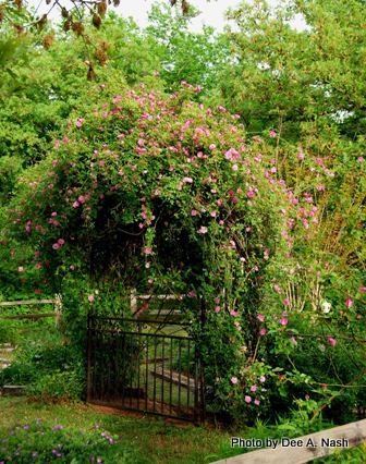 old blush