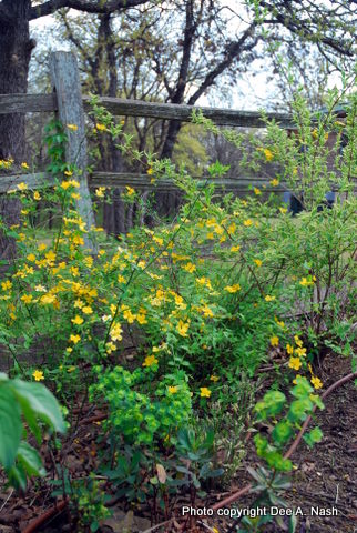 Bloom Day April, 2010