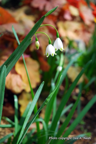 Wordless Wednesday
