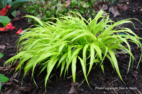 Followup Foliage, I got some