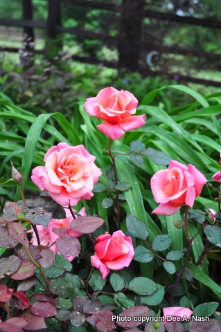 Deadheading as meditation instead of work