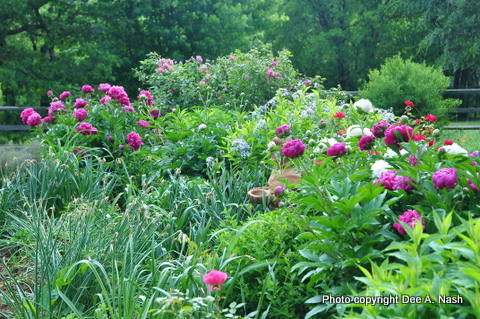 Dear Friends and Gardeners: a postcard from tornado alley