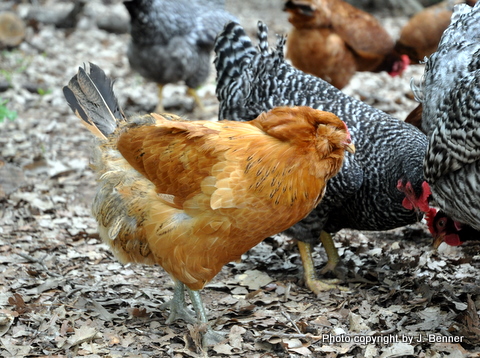 For the love of chickens and a dairy free frittata