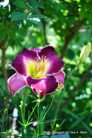 Hemerocallis 'Vatican City' 6-20-2010 2-42-36 AM