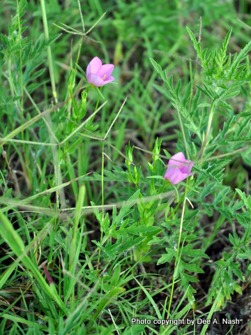 Wildflower Wednesday: Sabatia campestris Nutt.