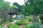 Garden Bloggers’ Bloom Day, July 2010, high summer