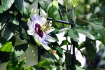 Native flora perform double duty in the garden