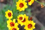 Wildflower Wednesday: Coreopsis tinctoria, golden tickseed