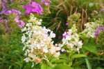 Dear Friends and Gardeners, July 26, 2010