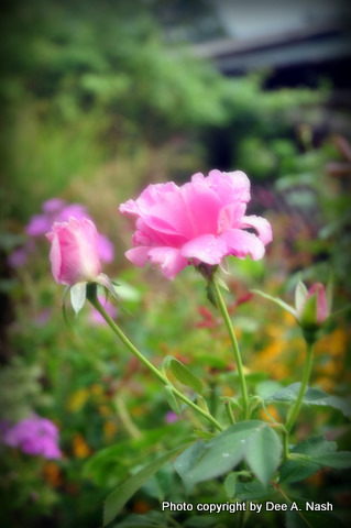 Rosa 'Carefree Beauty'