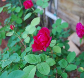 Rose scented memory