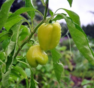 Dear Friends and Gardeners, August 24, 2010