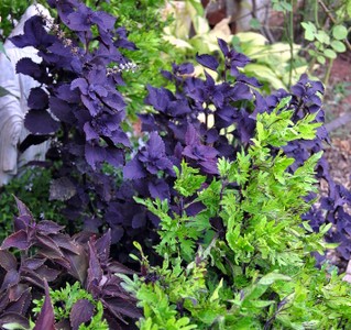 Three for Thursday, purple and green