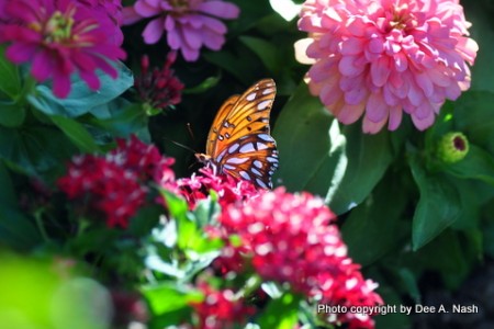 Attracting butteflies to the garden