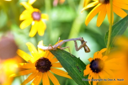 Wordless Wednesday: It’s a bug eat bug world out there