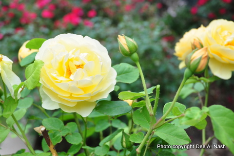 'Buff Beauty' rose from 2010.