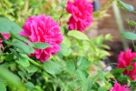 Jealous roses sing the blues