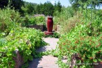 Dear Friends and Gardeners, August 17, 2010