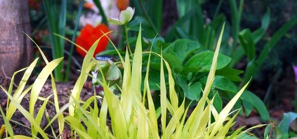 red tulips with Hakonechloa 'All Gold'