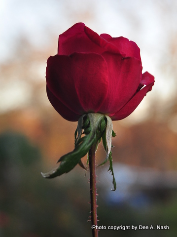 A perfect red rose probably 'Don Juan' who died here in 2011.