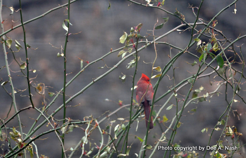 Spring Cardinal Bird