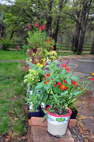 Bustani purchases spring of 2011 Bustani purchases spring of 2011