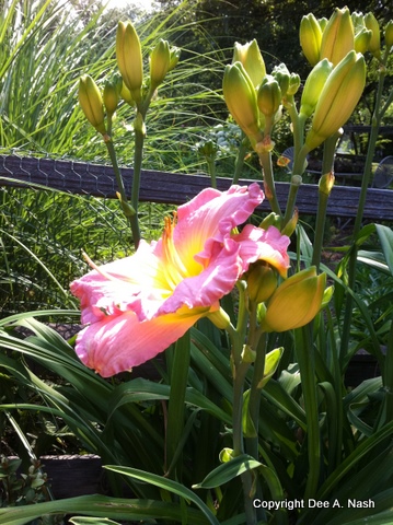 Hemerocallis 'Blue Pink Beauty' looks good against the fence and grass behind her.