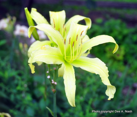 H. 'A Green Desire' would be a good spacer between red and pink or apricot.