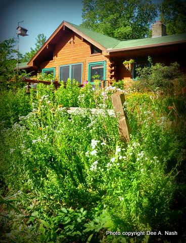 Newly stained log cabin with mountain mint
