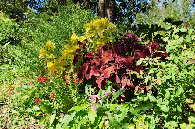 Coleus garden. Sun coleus were the stars of the garden this year. Heat did not diminish them.