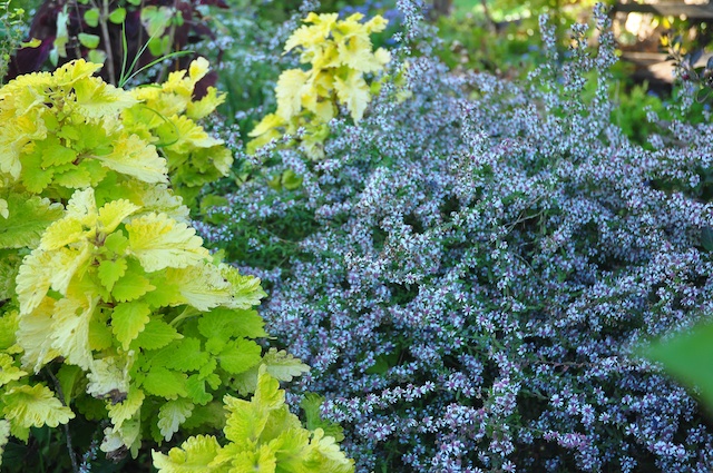 Symphyotrichum lateriflorum 'Lady in Black' aster and Solenostemon scutellarioides, sun coleus