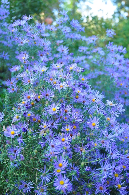 Symphyotrichum oblongifolium 'October Skies'