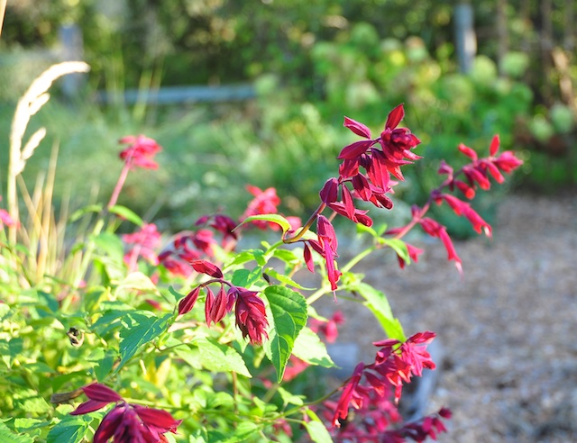 Salvia splendens 'Van Houttei'