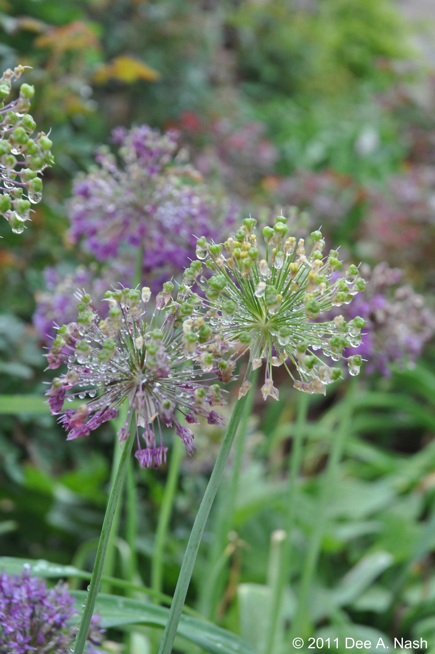Why I plant alliums Red Dirt Ramblings®