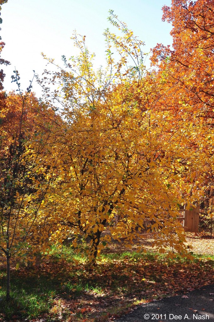 'Enterprise' apple tree in the fall