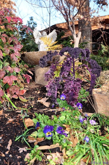 Purple kale, angel and violas