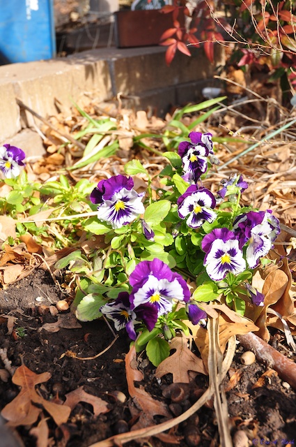 violas