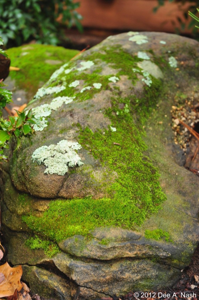 Mossy stone in my front garden. The moss is especially pretty right after a rain.