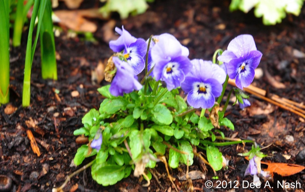 Viola F1 'Rocky™ Violet Blue, pretty thing isn't it?
