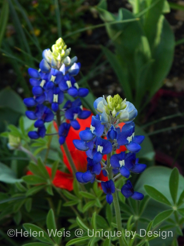 Texas native bluebonnets which I buy as plants every spring. Yes, they're annuals, but they bring so much to my garden after the bulbs are finished.