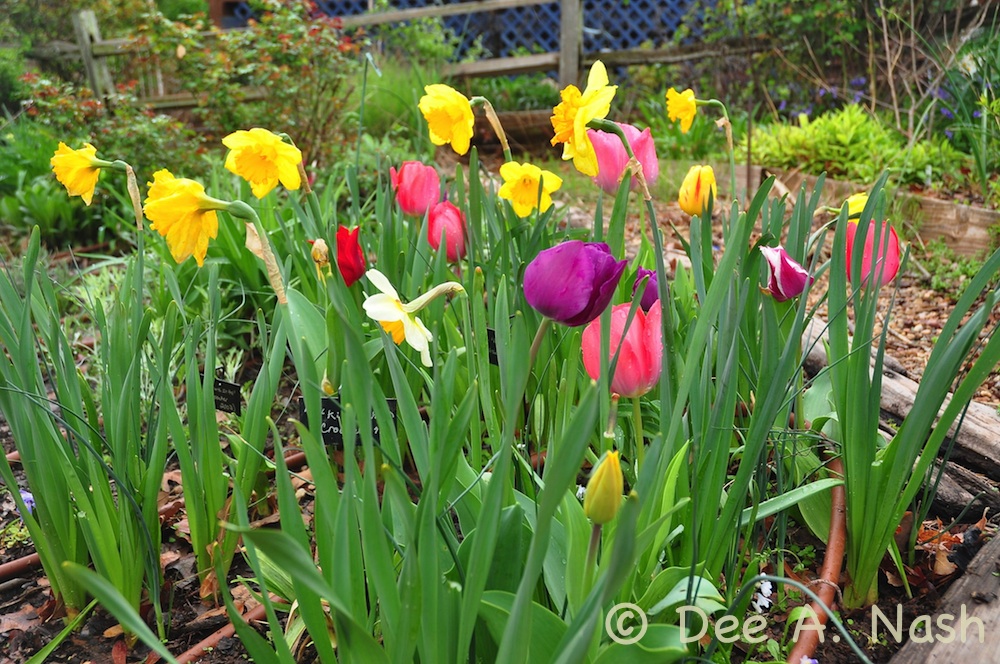 Buy Bulbs Now Before It's Too Late - Red Dirt Ramblings®