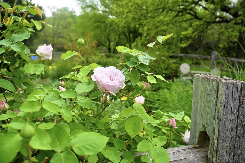 Rosa Cl. 'Souvenir de Malmaison' When the weather is just right, she is quite the beauty, a beauty gone too soon.