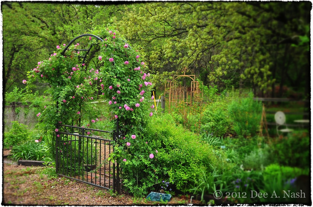 Four more roses are gone. 'Cl. Old Blush' bloomed in my garden spot for over twenty years.