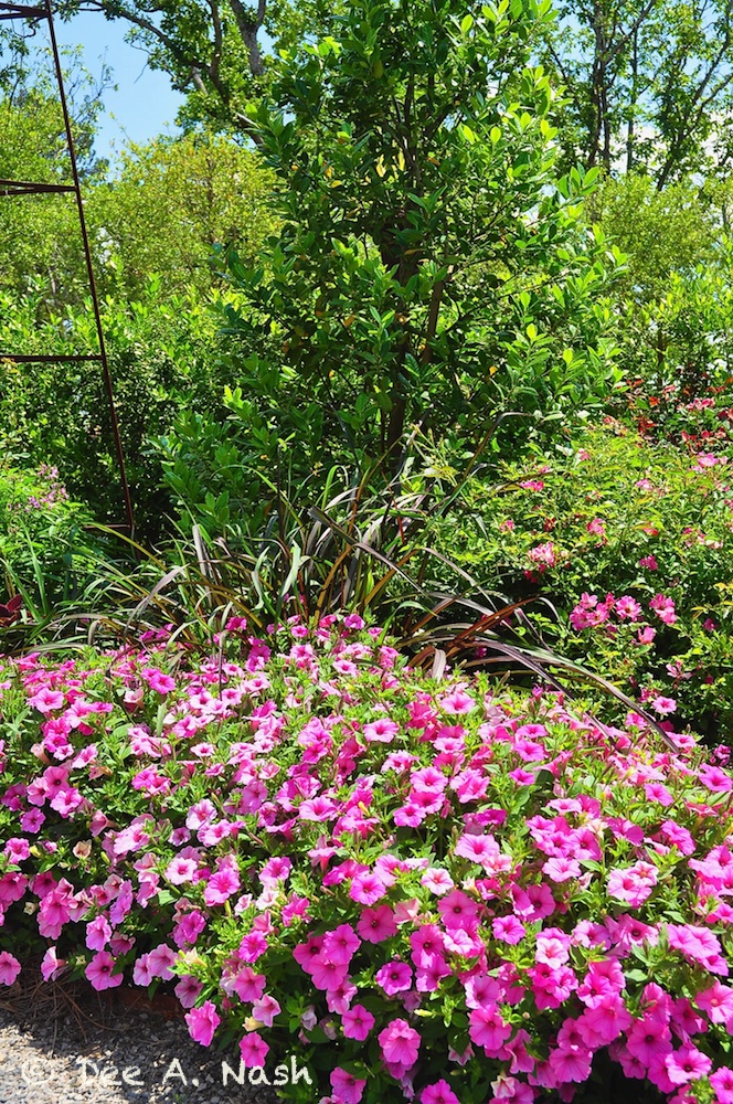 Supertunia® Bubblegum Pink, along with purple fountain grass in the rose garden
