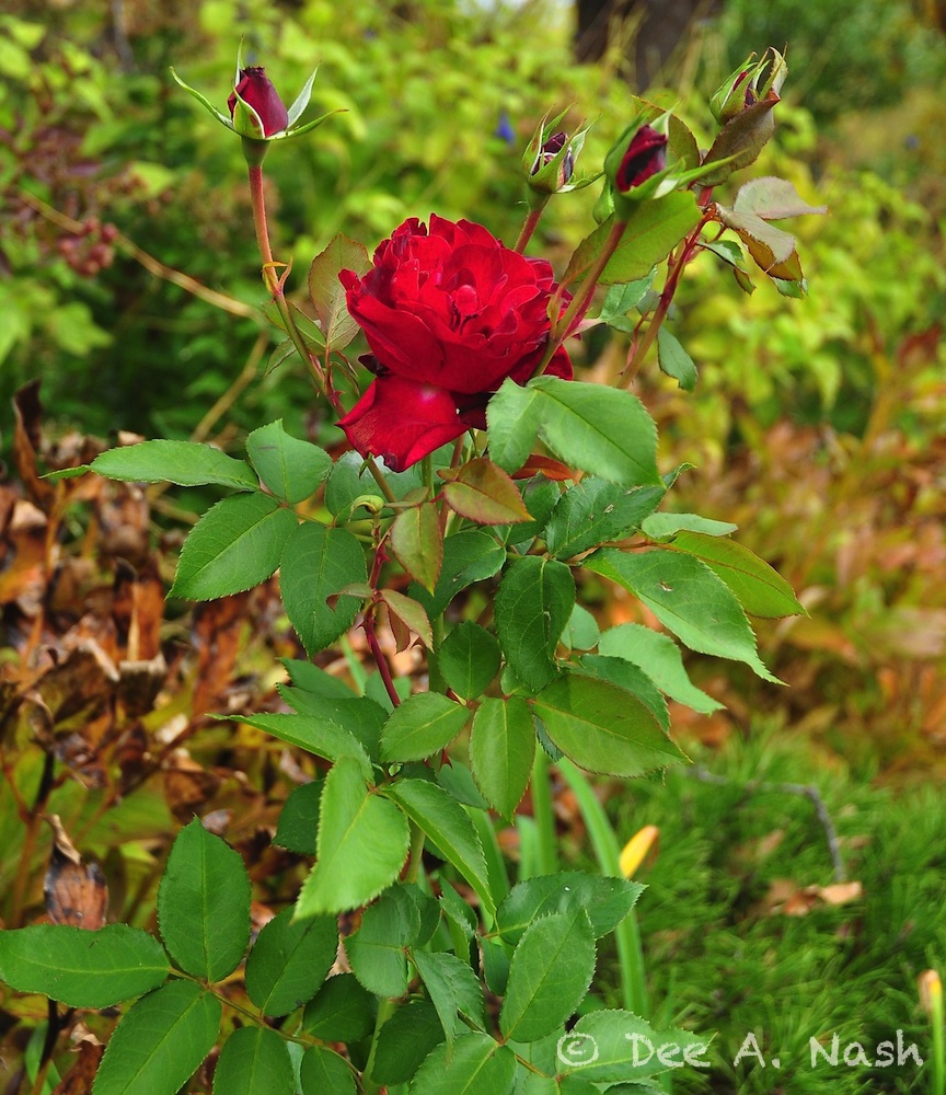 Rosa 'Dame de Coeur'_Snapseed-imp