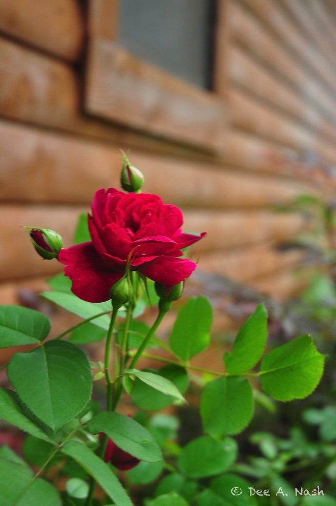 Rosa 'Darcey Bussell'_Snapseed-imp