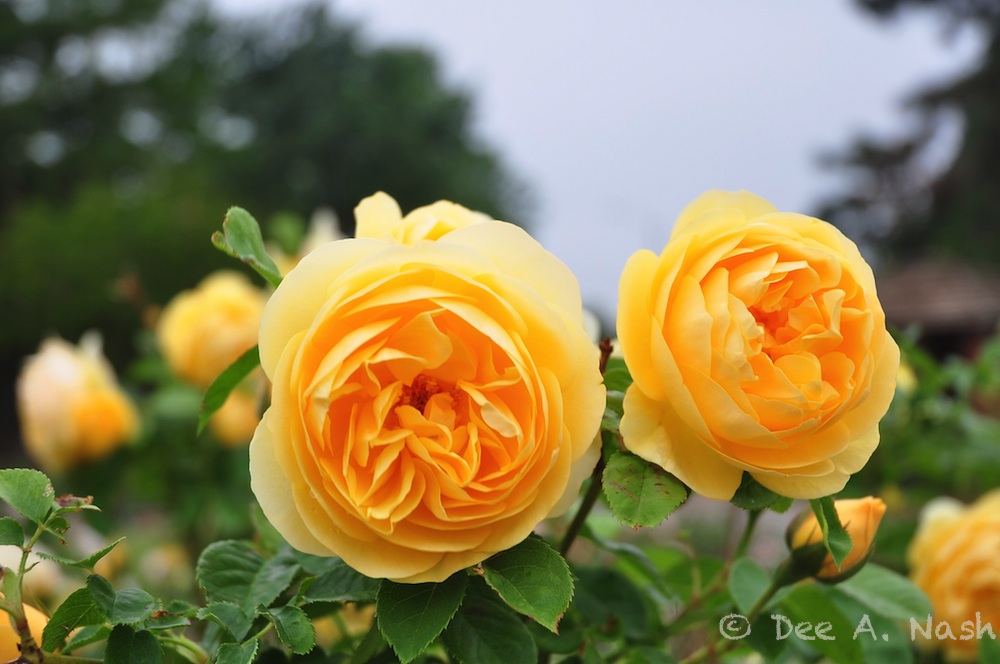 Rosa 'Graham Thomas'-imp