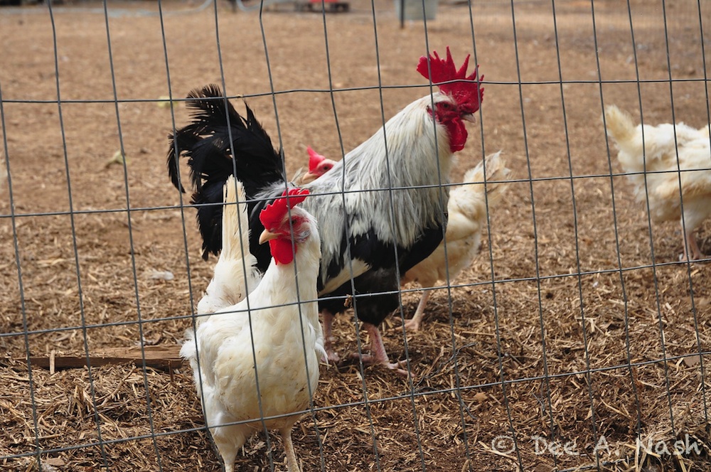 chickens-imp