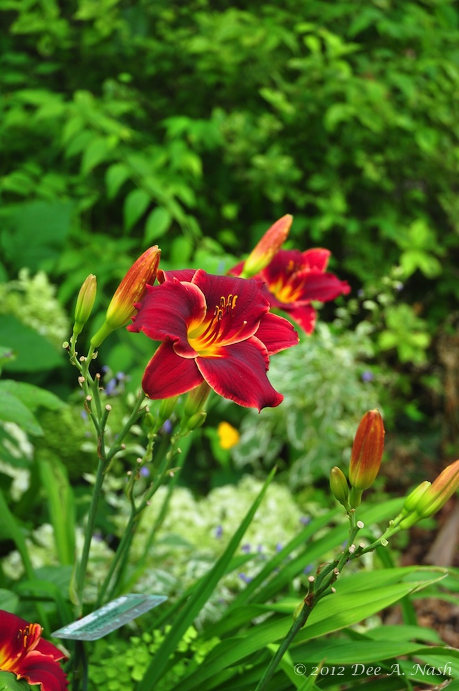 Care and feeding of daylilies Red Dirt Ramblings®